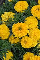 Inca II Gold Marigold (Tagetes erecta 'Inca II Gold') at Lakeshore Garden Centres