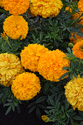 Inca II Orange Marigold (Tagetes erecta 'Inca II Orange') at Lakeshore Garden Centres