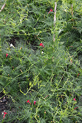 Cypress Vine (Ipomoea quamoclit) at Lakeshore Garden Centres