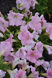 Dreams Appleblossom Petunia (Petunia 'Dreams Appleblossom') at Lakeshore Garden Centres