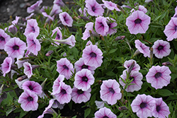 Shock Wave Pink Vein Petunia (Petunia 'Shock Wave Pink Vein') at Lakeshore Garden Centres