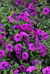 Tickled Pink Petunia (Petunia 'Tickled Pink') at Lakeshore Garden Centres