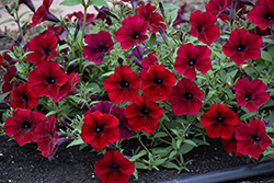 Tidal Wave Red Velour Petunia (Petunia 'Tidal Wave Red Velour') at Lakeshore Garden Centres