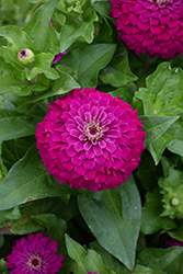 Zesty Purple Zinnia (Zinnia elegans 'Zesty Purple') at Lakeshore Garden Centres