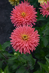 Senorita Zinnia (Zinnia 'Senorita') at Lakeshore Garden Centres