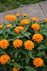 Zahara Double Bright Orange Zinnia (Zinnia 'Zahara Double Bright Orange') at Lakeshore Garden Centres