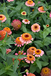 Zinderella Peach Zinnia (Zinnia 'Zinderella Peach') at Lakeshore Garden Centres