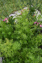 FuzzyFern Frizz Asparagus Fern (Asparagus densiflorus 'Frizz') at Lakeshore Garden Centres