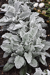 New Look Dusty Miller (Senecio cineraria 'New Look') at Lakeshore Garden Centres