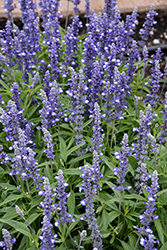 Fairy Queen Salvia (Salvia farinacea 'Fairy Queen') at Lakeshore Garden Centres