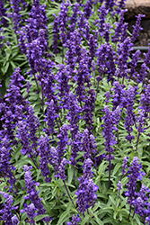 Evolution Salvia (Salvia farinacea 'Evolution') at Lakeshore Garden Centres