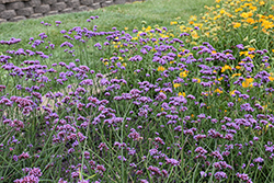 Vanity Verbena (Verbena bonariensis 'Vanity') at Lakeshore Garden Centres