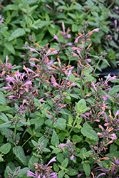Arizona Sunset Hyssop (Agastache 'Arizona Sunset') at Lakeshore Garden Centres