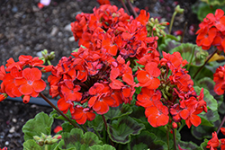 Maverick Scarlet Geranium (Pelargonium 'Maverick Scarlet') at Lakeshore Garden Centres