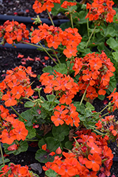 Maverick Orange Geranium (Pelargonium 'Maverick Orange') at Peter Knippel Garden Centre