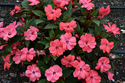 Solarscape Orange Burst Impatiens (Impatiens 'PAS1433403') at Lakeshore Garden Centres