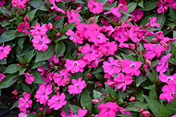 Solarscape Magenta Bliss Impatiens (Impatiens 'PAS1437686') at Lakeshore Garden Centres