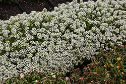 Snow Crystals Alyssum (Lobularia maritima 'Snow Crystals') at Lakeshore Garden Centres