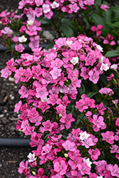 Jolt Pink Magic Pinks (Dianthus 'PAS1141435') at Lakeshore Garden Centres