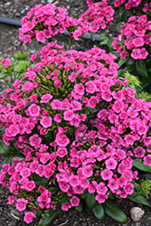 Jolt Pink Hybrid Pinks (Dianthus 'Jolt Pink') at Lakeshore Garden Centres