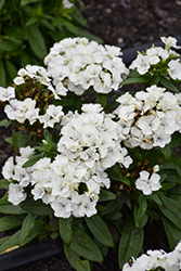 Dart White Sweet William (Dianthus barbatus 'PAS1514687') at Lakeshore Garden Centres