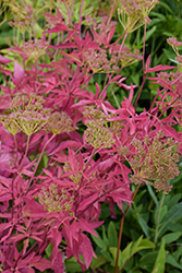Golden Alexander (Zizia aurea) at Green Thumb Garden Centre