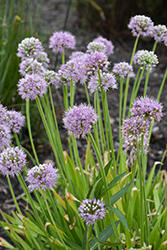 Prairie Onion (Allium stellatum) at Lakeshore Garden Centres