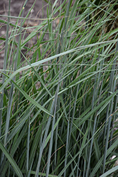 Indian Grass (Sorghastrum nutans) at Green Thumb Garden Centre