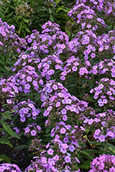 Ka-Pow Lavender Garden Phlox (Phlox paniculata 'Balkapolav') at Lakeshore Garden Centres