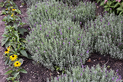 Annet Lavender (Lavandula angustifolia 'Annet') at Lakeshore Garden Centres