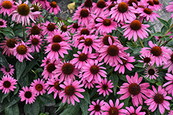 Sombrero Rosada Coneflower (Echinacea 'Balsomrosa') at Peter Knippel Garden Centre