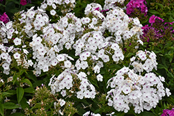 Ka-Pow White Garden Phlox (Phlox paniculata 'Balkapowi') at Peter Knippel Garden Centre