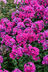Super Ka-Pow Fuchsia Garden Phlox (Phlox paniculata 'Balsukafus') at Peter Knippel Garden Centre