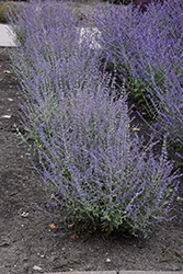 Bluesette Russian Sage (Perovskia atriplicifolia 'Bluesette') at Peter Knippel Garden Centre