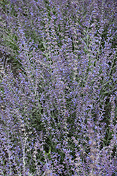 Bluesette Russian Sage (Perovskia atriplicifolia 'Bluesette') at Peter Knippel Garden Centre