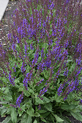 Blue By You Meadow Sage (Salvia nemorosa 'Balsalbyu') at Peter Knippel Garden Centre