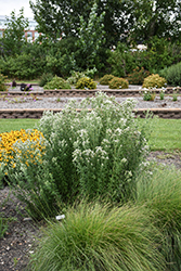 Hairy Mountain Mint (Pycnanthemum verticillatum var. pilosum) at Lakeshore Garden Centres