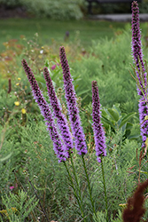 Blazing Star (Liatris spicata) at Peter Knippel Garden Centre