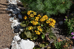 Midnight Lady Rayflower (Ligularia dentata 'Midnight Lady') at Lakeshore Garden Centres