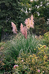 Pink Pampas Grass (Cortaderia selloana 'Rosea') at Lakeshore Garden Centres
