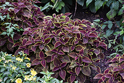 Vino Coleus (Solenostemon scutellarioides 'Vino') at Lakeshore Garden Centres