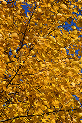 Summer Shimmer Aspen (Populus 'Klaus Select') at Lakeshore Garden Centres