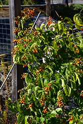 Autumn Revolution American Bittersweet (Celastrus scandens 'Bailumn') at Lakeshore Garden Centres