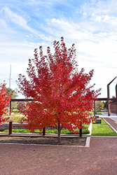 Regal Celebration Maple (Acer x freemanii 'Regal Celebration') at Lakeshore Garden Centres