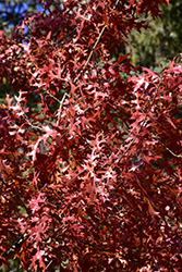 Majestic Skies Northern Pin Oak (Quercus ellipsoidalis 'Bailskies') at Lakeshore Garden Centres