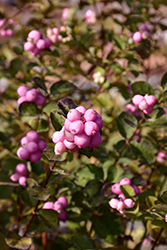 Pinky Posy Snowberry (Symphoricarpos 'Kolmapinpos') at Lakeshore Garden Centres
