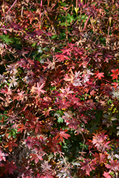 Bloody Cranesbill (Geranium sanguineum) at Peter Knippel Garden Centre