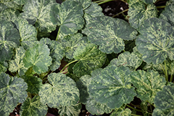 Arctic Mist Coral Bells (Heuchera 'Arctic Mist') at Lakeshore Garden Centres