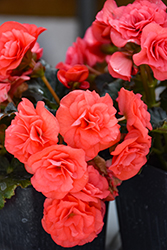 Solenia Dark Pink Begonia (Begonia x hiemalis 'Solenia Dark Pink') at Lakeshore Garden Centres