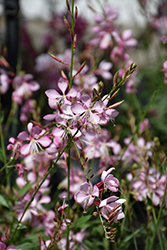 Stratosphere Pink Picotee Gaura (Gaura lindheimeri 'Gaudpin') at Lakeshore Garden Centres